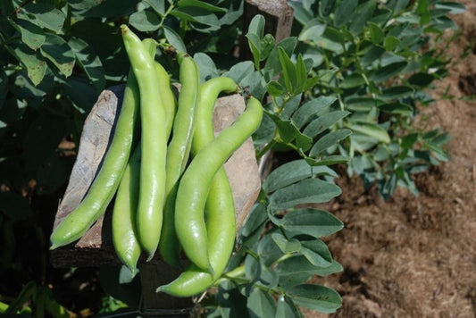 Organic Beans (broad) Super Aquadulce