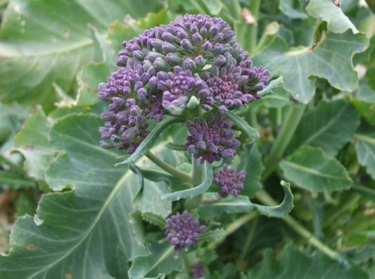 Organic Broccoli Purple Sprouting Early