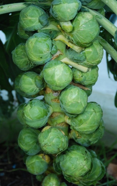 Organic Brussels Sprouts Doric F1