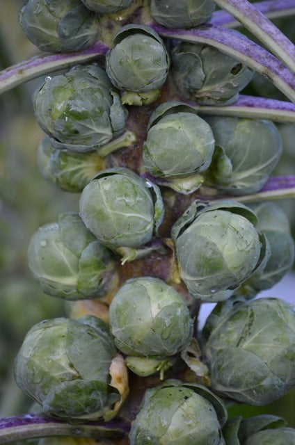 Organic Brussels Sprouts Groninger