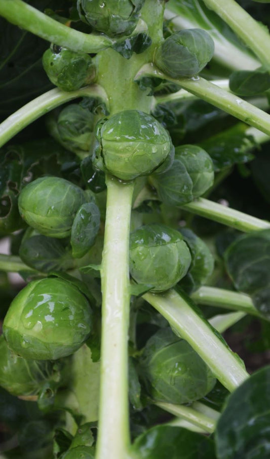 Organic Brussels Sprouts Nautic F1