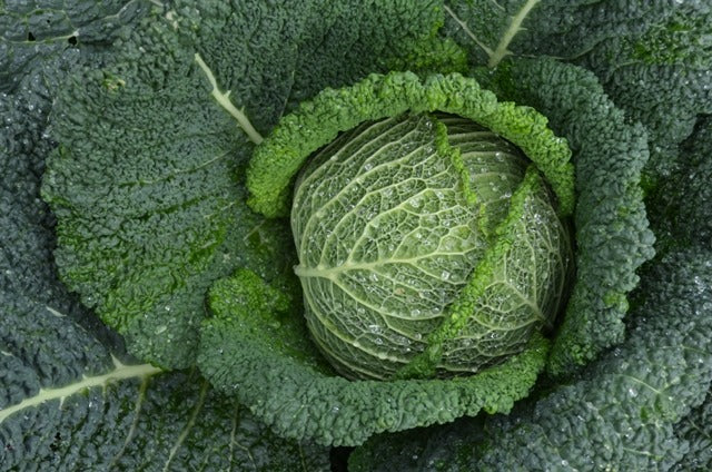 Organic Cabbage, Winter Cantasa F1