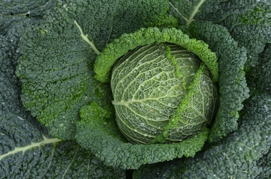 Organic Cabbage, Winter Cantasa F1