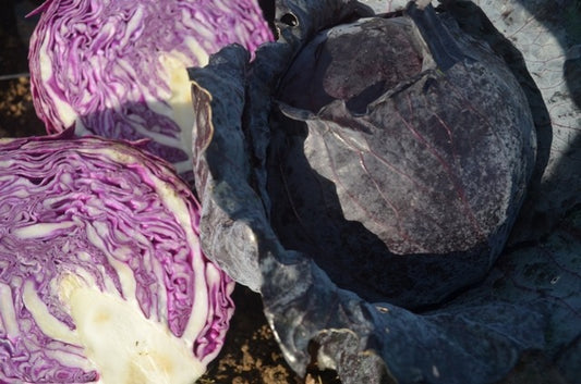 Organic Cabbage, Red Drumhead