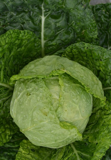 Organic Cabbage, Winter Vorbote 3/ Hilmar