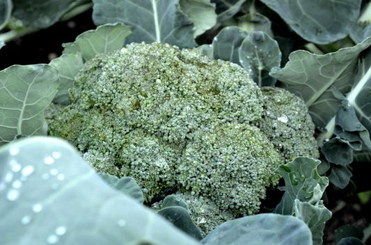 Organic Calabrese Belstar F1