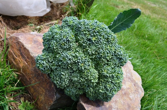 Organic Calabrese Green Sprouting