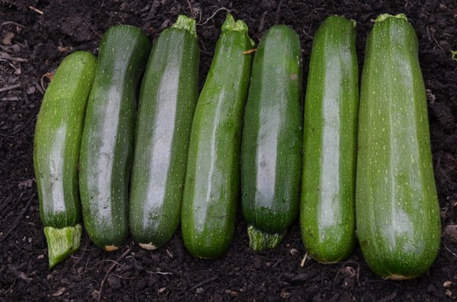 Courgette Nero Di Milano