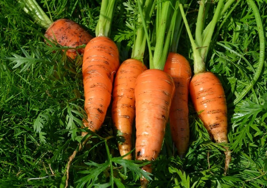 Organic Carrot Bambino