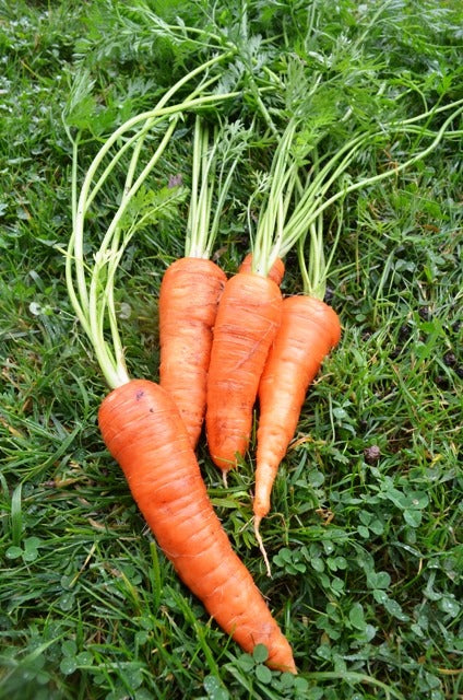 Organic Carrot Berlicum