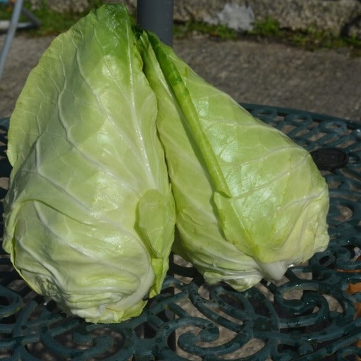 Organic Cabbage, Summer/Autumn Caraflex F1