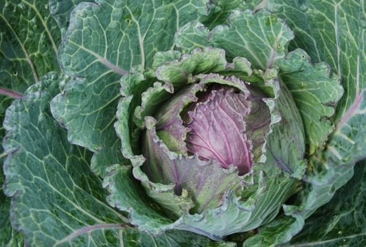 Organic Cabbage, Winter Deadon F1