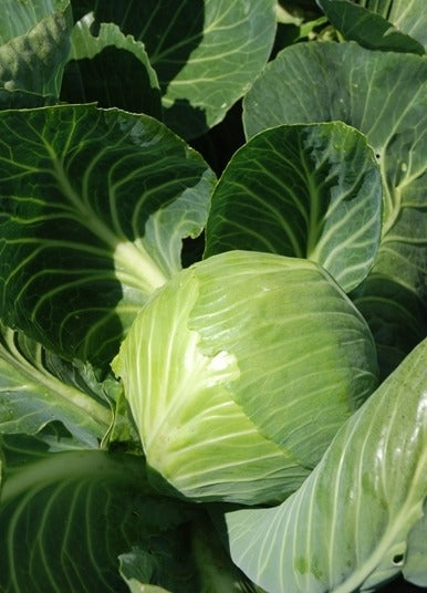 Organic Cabbage, Winter Drago F1