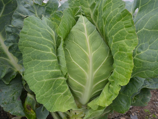 Organic Cabbage, Summer/Autumn Filderkraut