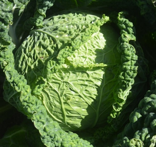 Organic Cabbage, (Savoy) Ormskirk