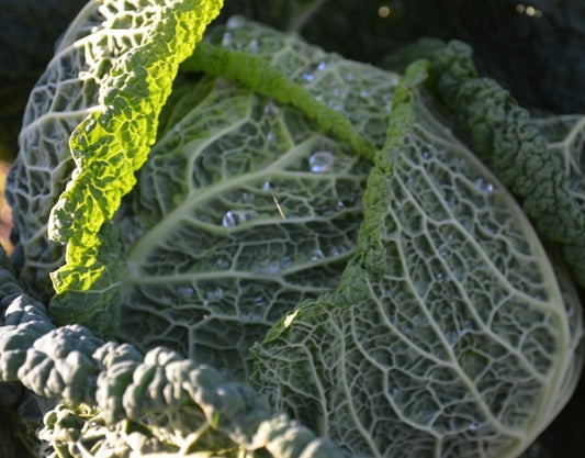 Organic Cabbage, Winter Paresa F1