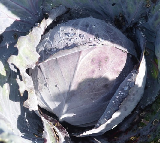 Organic Cabbage, Red Langedijker Bewaar 2