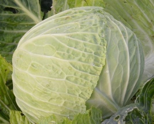 Organic Cabbage, Winter Stanton F1