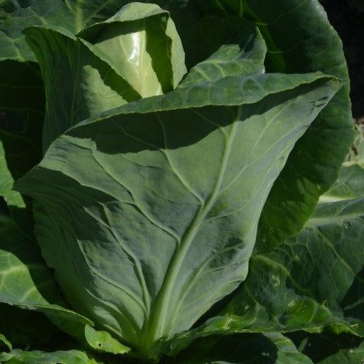 Organic Cabbage, Summer/autumn Berns