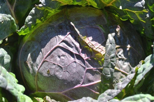 Organic Cabbage, Winter Violaceo Di Verona
