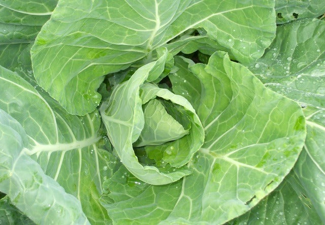 Organic Cabbage, Spring Wintergreen