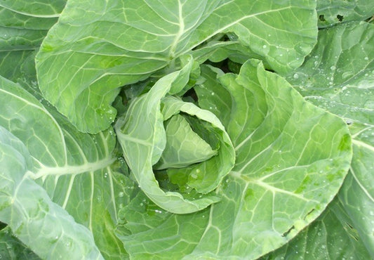 Organic Cabbage, Spring Wintergreen