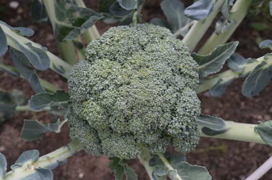 Organic Calabrese Covina F1