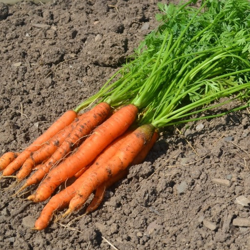 Organic Carrot Amsterdam Forcing