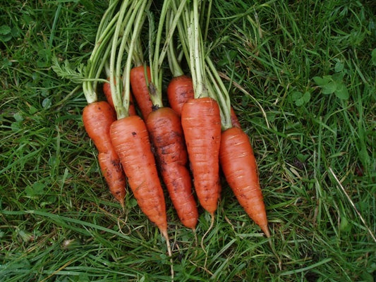 Organic Carrot Autumn King