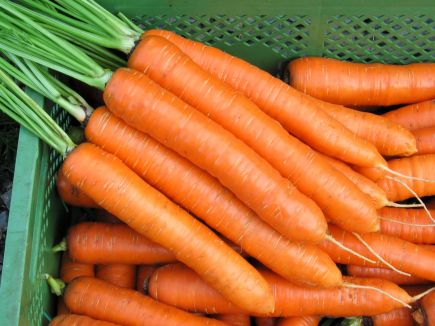 Carrot (Robila)