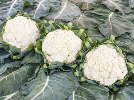 Cauliflower (traditional)