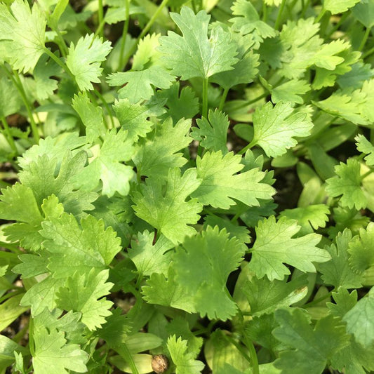 Coriander