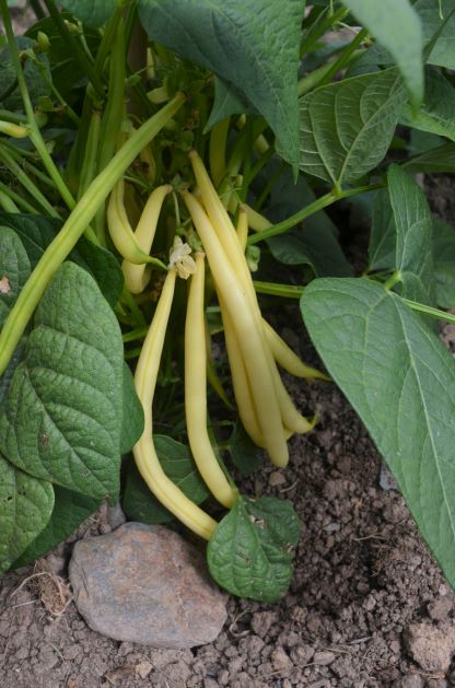 Organic Beans (french Dwarf) Dior