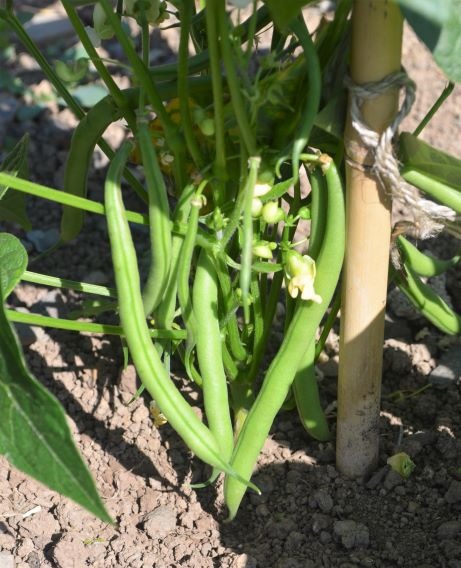 Organic Beans (french Dwarf) Domino