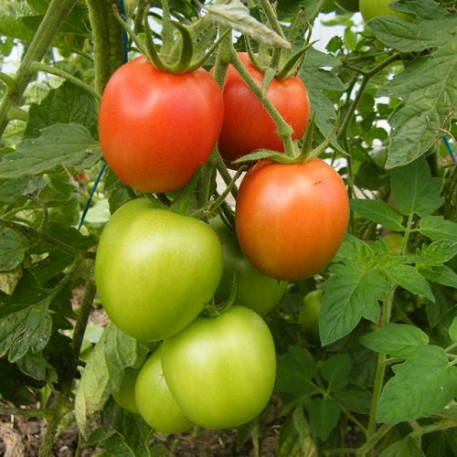 Dorenia Tomato (SS)