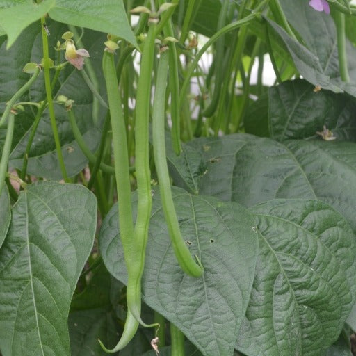 Organic Beans (french Dwarf) Elmoro
