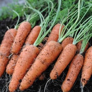 Organic Carrot Flyaway F1