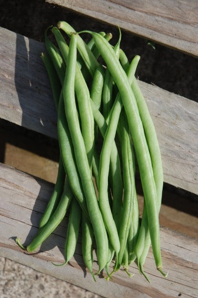 Organic Beans (french Climbing) Cobra