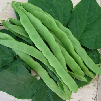 Organic Beans (french Climbing) Helda