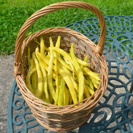 Organic Beans (french Climbing) Neckargold