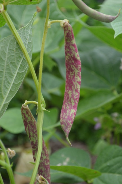 Organic Beans (french Dwarf) Barlotto Di Fuoco