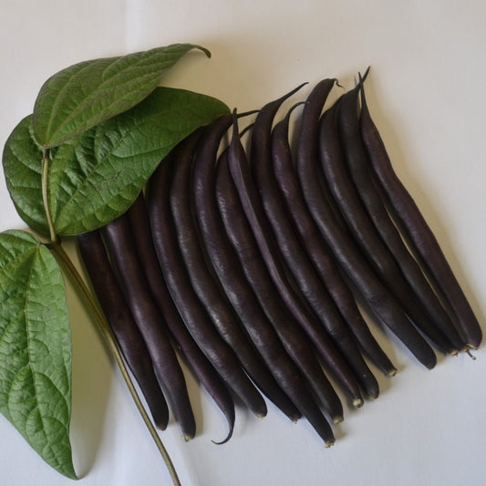 Organic Beans (french Dwarf) Royal Burgundy