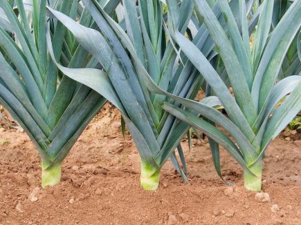 Leeks Avano