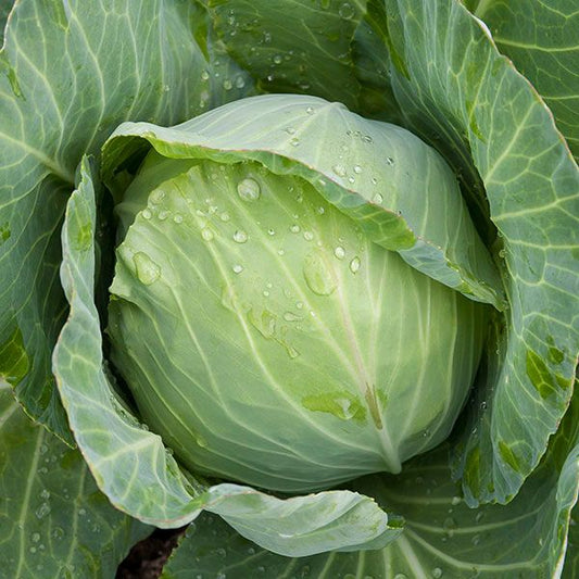 Organic Cabbage, Summer/Autumn Golden Acre