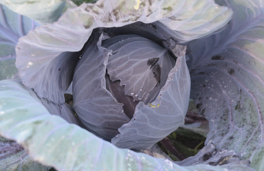 Organic Cabbage, Klimaro F1