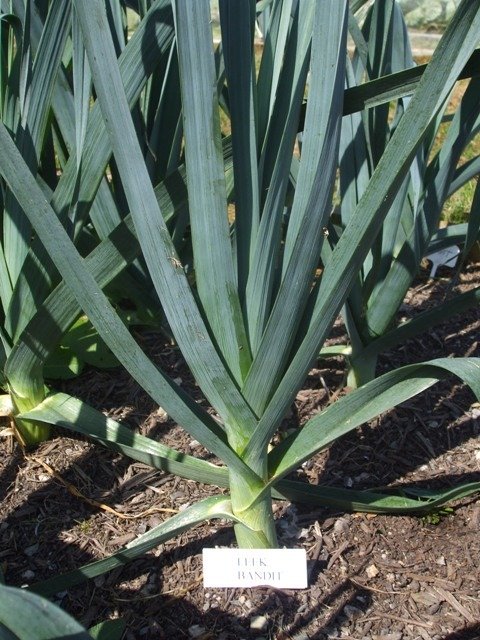Bandit leeks organic