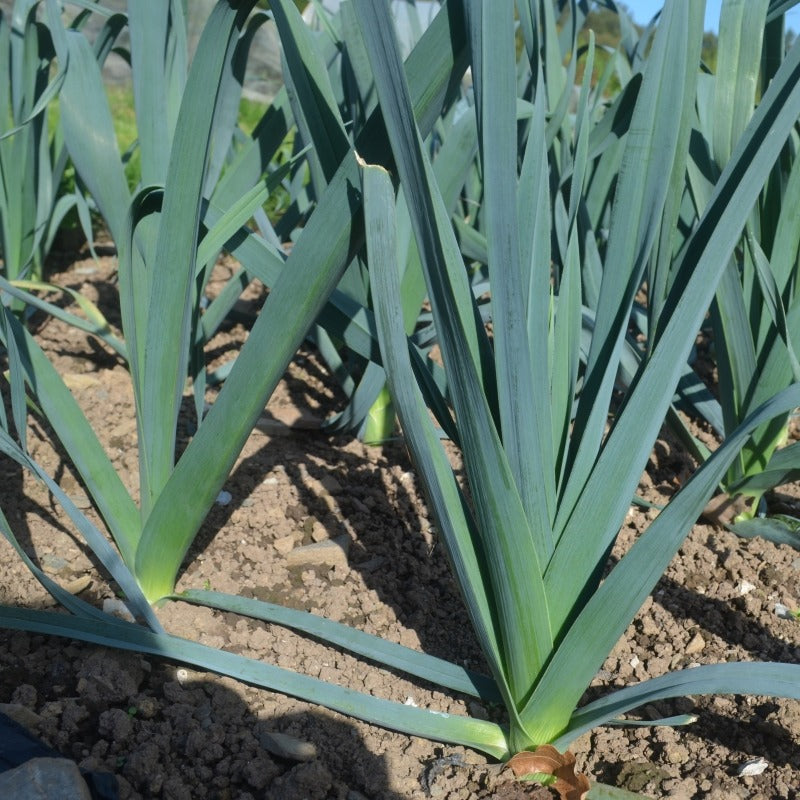 Leek Oslo