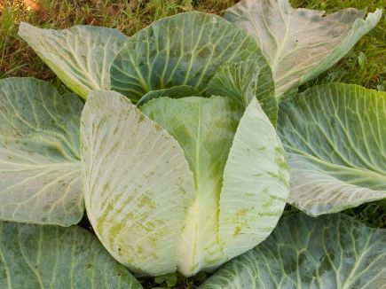 Organic Cabbage, Summer/autumn Marwei