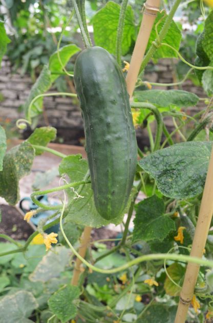Cucumber Marketmore