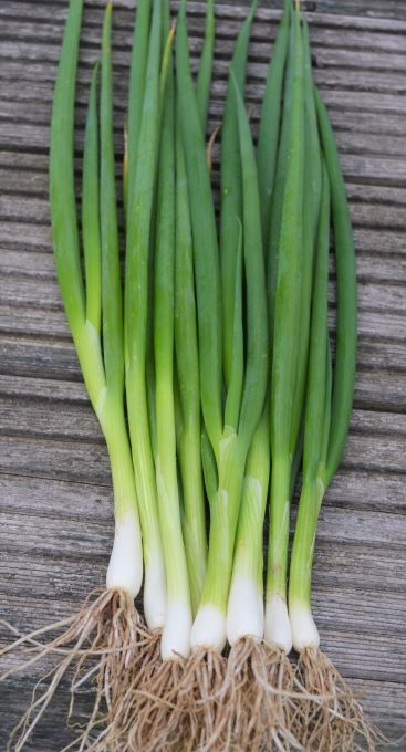 Onion Parade